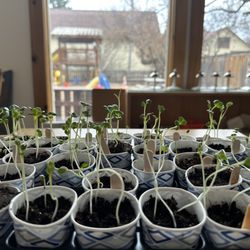 Mountain Meadows Montessori Preschool - We are rooted in Montessori education's long tradition of honoring the whole child's development.