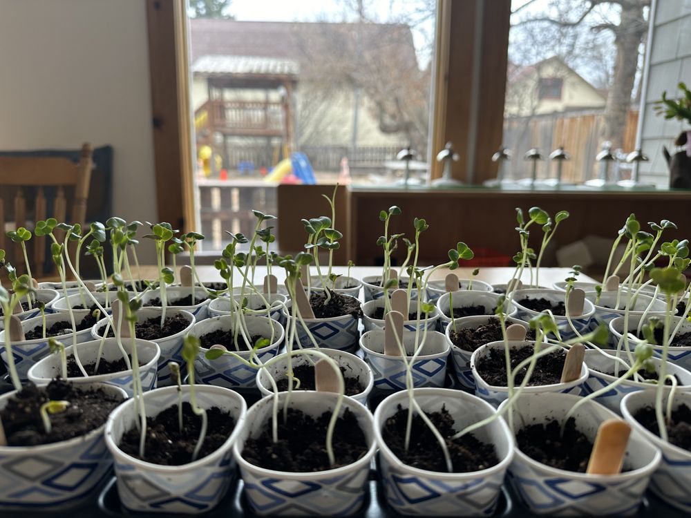 Mountain Meadows Montessori Preschool - childcare center in Bozeman, MT