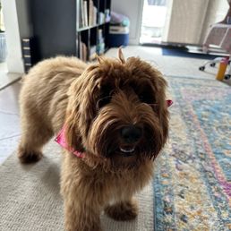 My labradoodle puppy after her first Taly groom v My labradoodle puppy after her first Taly groom v