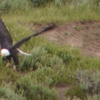 BrushBuck Wildlife Tours - Tours Near Me - Jackson, Wyoming