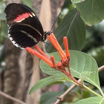 Butterfly Pavilion - Museums Near Me - Westminster, Colorado Butterfly Pavilion - Museums Near Me - Westminster, Colorado