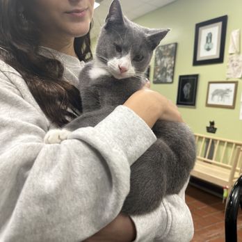 The Kitty Beautiful - Cafes Near Me - Orlando, Florida The Kitty Beautiful - Cafes Near Me - Orlando, Florida