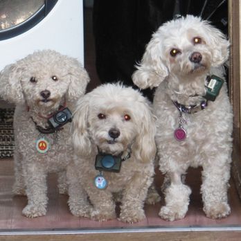 University Pet Hospital - Veterinarians Near Me - La Mesa, California University Pet Hospital - Veterinarians Near Me - La Mesa, California