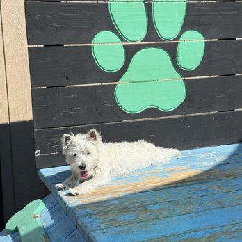 Lucky Buddies Pet Sitting - Pet Boarding Near Me - San Jose, California Lucky Buddies Pet Sitting - Pet Boarding Near Me - San Jose, California