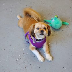 River City Bark and Park - Sassy