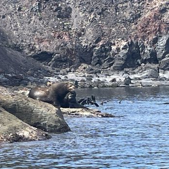Loreto Land and Sea Tours - Sea lions - Historical Tours Near Me - Loreto, BCS