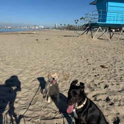 Happy Paws Dog Training LA - Beach day! From reactivity and anxiety filled days to days filled with sunshine and fun!