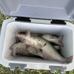 Sunrise Catfish Farm