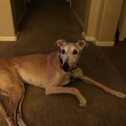 Apache Greyhound Park - Our Greyhound