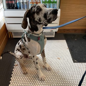 Alpine Modern Cafe - Great Dane - Cafes Near Me - Boulder, Colorado