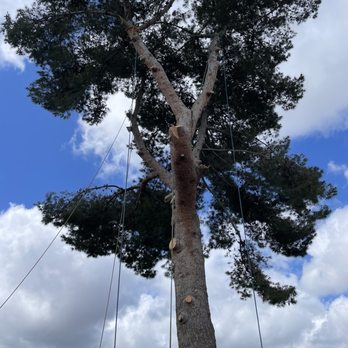 Big Branch Tree Service - 1st Day Progress - Tree Services Near Me - San Diego, California Big Branch Tree Service - 1st Day Progress - Tree Services Near Me - San Diego, California