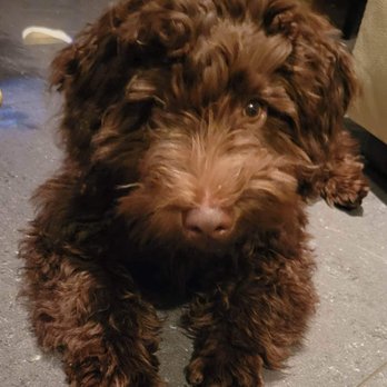 Domino Schnoodles - Pet Breeders Near Me Domino Schnoodles - Pet Breeders Near Me