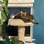 Photo of Lapcats