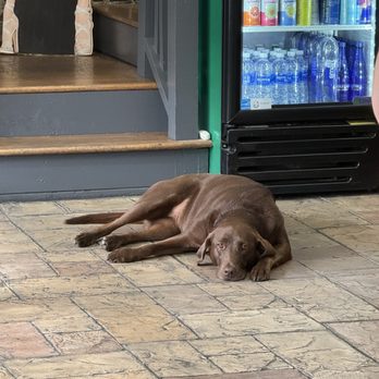 Java Dog Coffee House - Resident gorgeous pup so friendly and greets everyone in its own way. More divine than my therapy dog - Coffee & Tea Near Me - Wilmington, North Carolina