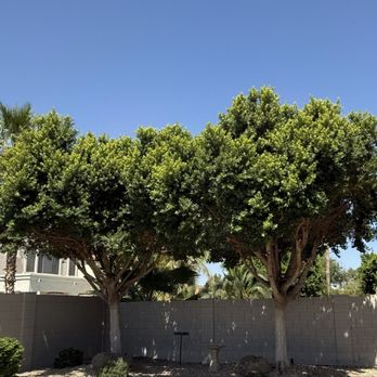 King's Tree Service - After Trim - Tree Services Near Me - Mesa, Arizona King's Tree Service - After Trim - Tree Services Near Me - Mesa, Arizona
