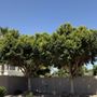 Photo of King's Tree Service