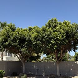 King's Tree Service - After Trim