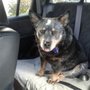 Photo of Dogs Best Friends Pet Service 2