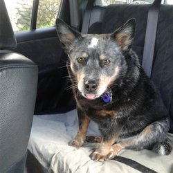 Dogs Best Friends Pet Service 2 - Millie Moo ( Mascot)