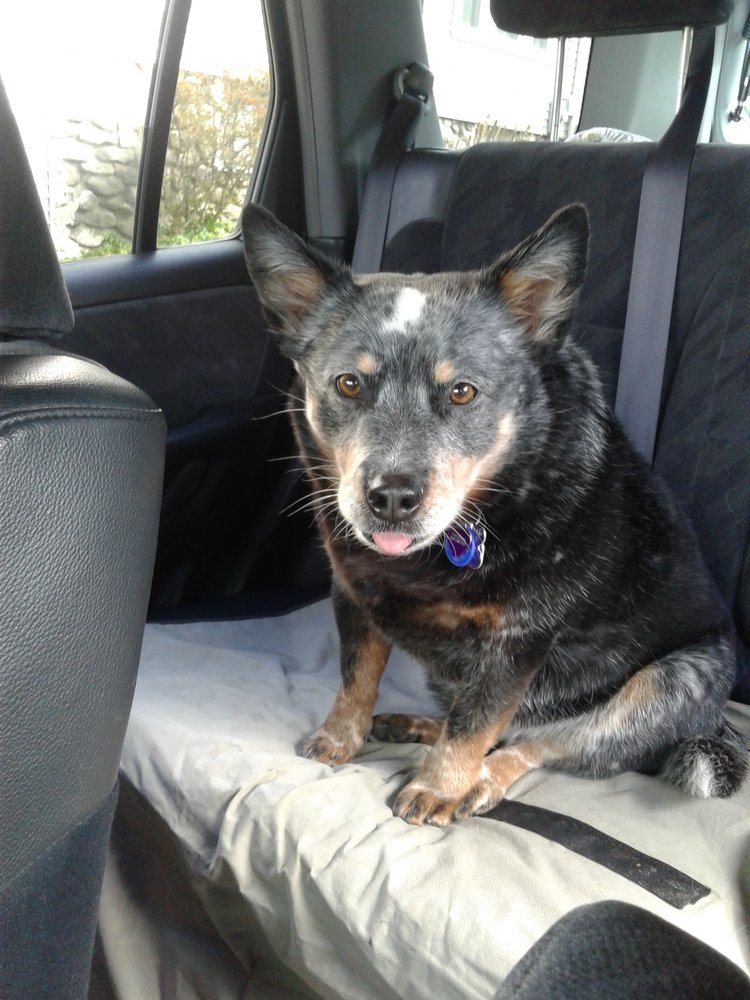 Dogs Best Friends Pet Service 2 - pet boarding facility in Millbury, MA