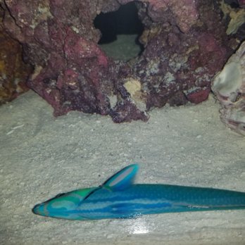 Always Clean Aquarium Maintenance - A dead wrasse - Aquarium Services Near Me