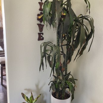 Quality Pest Services - Pest Control Near Me - Anaheim, California