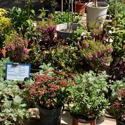 Ridge Road Garden Center - Specializing in Deer Resistant, Cold Hardy Plants for the Foothills!
