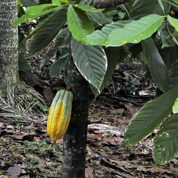 Lydgate Farms - Cacao - Botanical Gardens Near Me - Kapaa, Hawaii Lydgate Farms - Cacao - Botanical Gardens Near Me - Kapaa, Hawaii