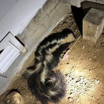 Bay Area Trapping Services - Skunk in crawl space - Pest Control Near Me Bay Area Trapping Services - Skunk in crawl space - Pest Control Near Me