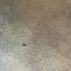 Sun Tan City - Insect