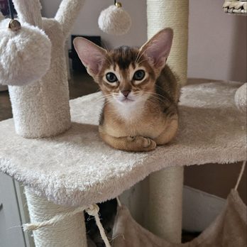 Purr Vibes Cattery - Pet Breeders Near Me - Goffstown, New Hampshire Purr Vibes Cattery - Pet Breeders Near Me - Goffstown, New Hampshire