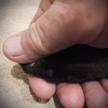 Three Oaks Veterinary Wellness Center - My final Goodbye.... - Veterinarians Near Me - Brooksville, Florida