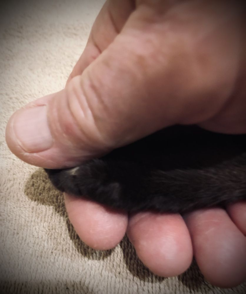 Three Oaks Veterinary Wellness Center Image
