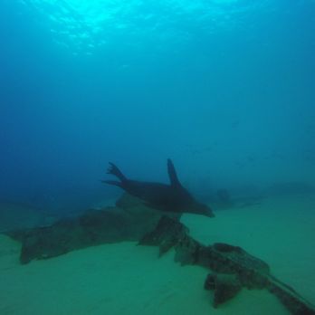 Dive Cabo - Fun seeing seals - Scuba Diving Near Me - Cabo San Lucas, BCS