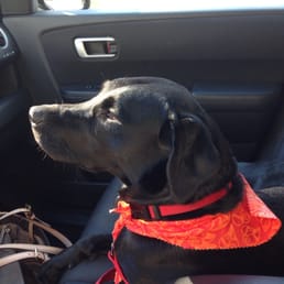 Cali after being groomed at the dog house!