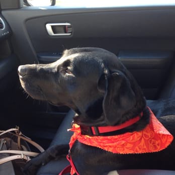 The Dog House - Cali after being groomed at the dog house! - Pet Groomers Near Me - East Providence, Rhode Island