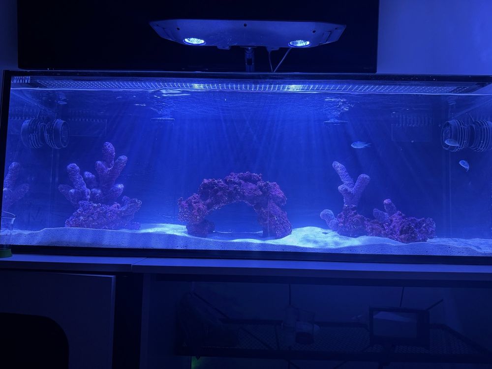 Twins Aquarium - reptile breeding in Stockton, CA