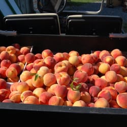 Butternut Farm - Pick Your Own Peach seasons' bounty