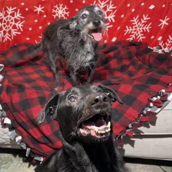 Just Peachy Pet Care - Surprise holiday photo shoot of our dogs - Pet Boarding Near Me - Arlington, Washington Just Peachy Pet Care - Surprise holiday photo shoot of our dogs - Pet Boarding Near Me - Arlington, Washington