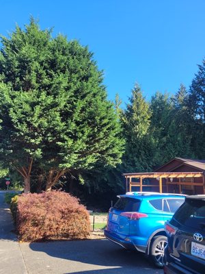 tree removals - they wanted the trees away from the house