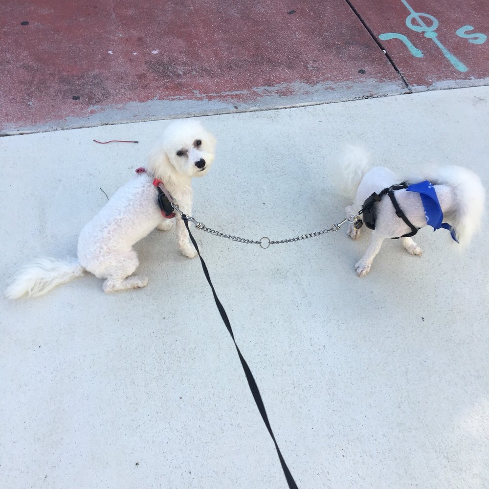 PetSmart - Pet Training Near Me - Miami, Florida
