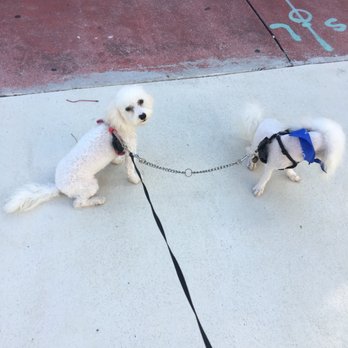 PetSmart - Pet Training Near Me - Miami, Florida