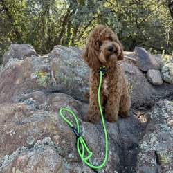 Prescott Valley Dog Squad - Remy training