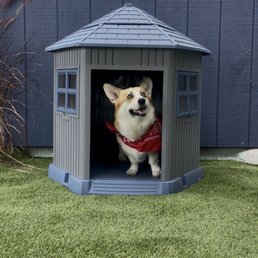@cowboyskateboardingcorgi checking out the dog house in the dog park @cowboyskateboardingcorgi checking out the dog house in the dog park