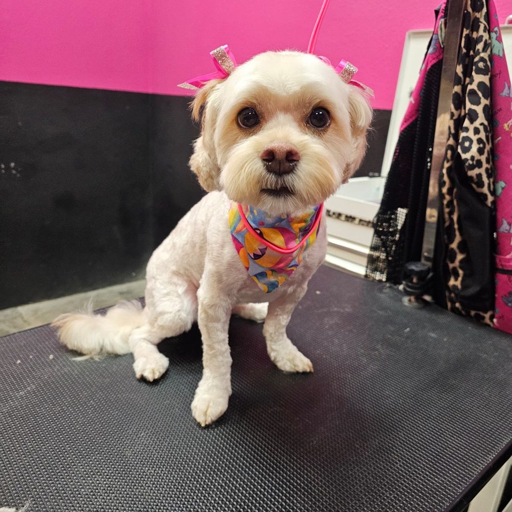 That's So Fetch - Pet Groomers Near Me - Montclair, California That's So Fetch - Pet Groomers Near Me - Montclair, California
