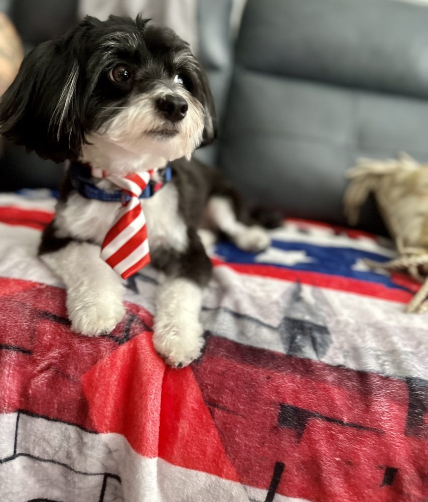 IRON PET GROOMING SALON Updated August 2024 136 Photos & 98 Reviews 18249 Pines Blvd