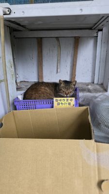 Houtong Cat Village by null