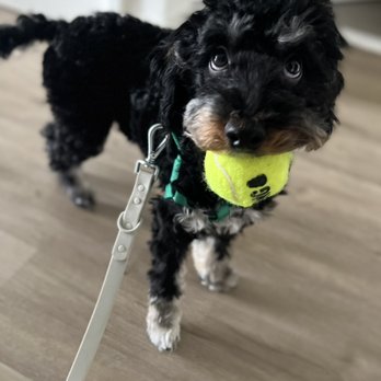 Houndbound NYC - Sweet faced Obie with his ball. - Pet Sitting Near Me