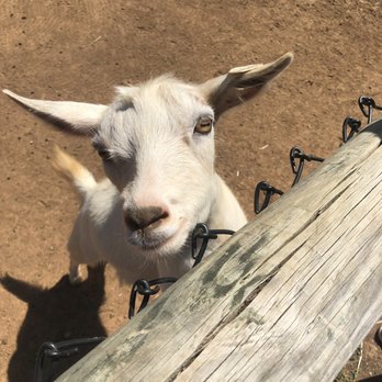 Nova Wild - Petting Zoos Near Me - Vienna, Virginia