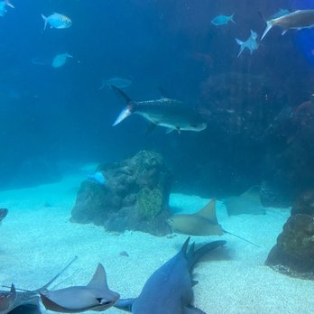 Downtown Aquarium - Museums Near Me - Denver, Colorado Downtown Aquarium - Museums Near Me - Denver, Colorado